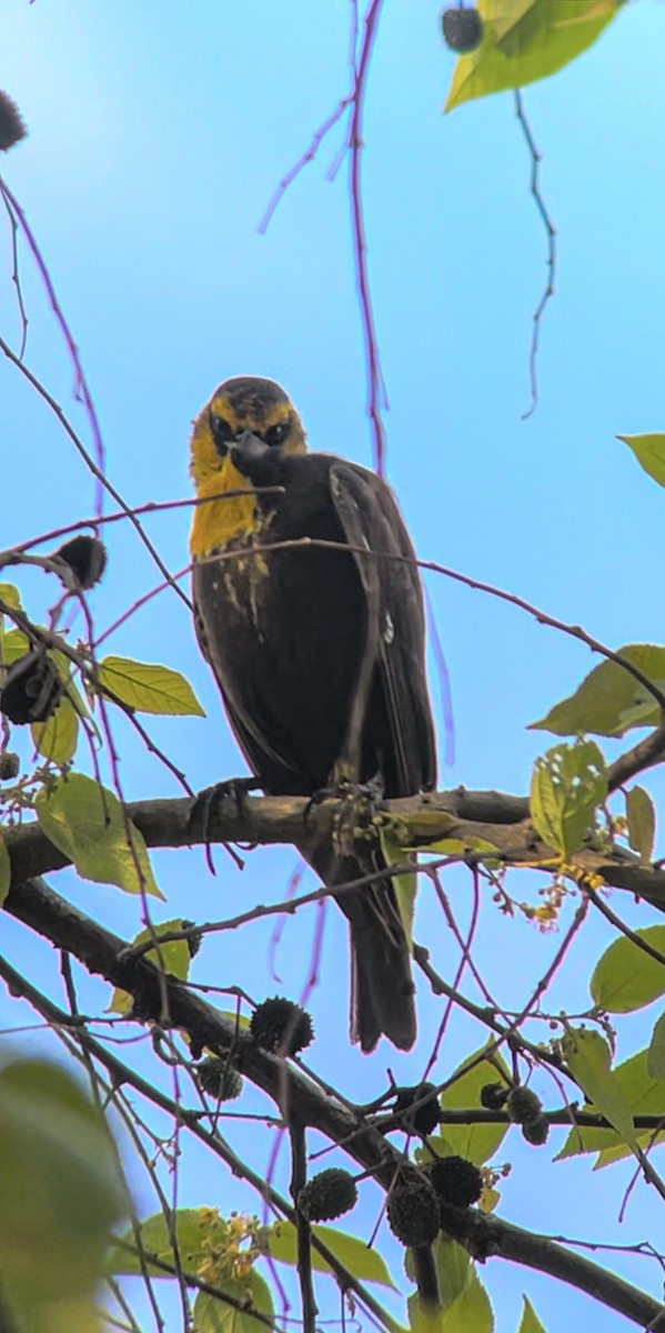 Yellow-headed Blackbird - Dario Mora