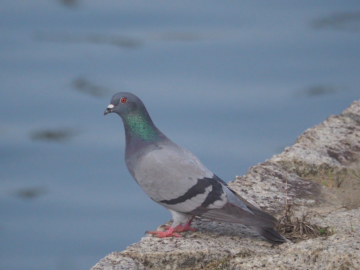 Rock Pigeon (Feral Pigeon) - ML617805597