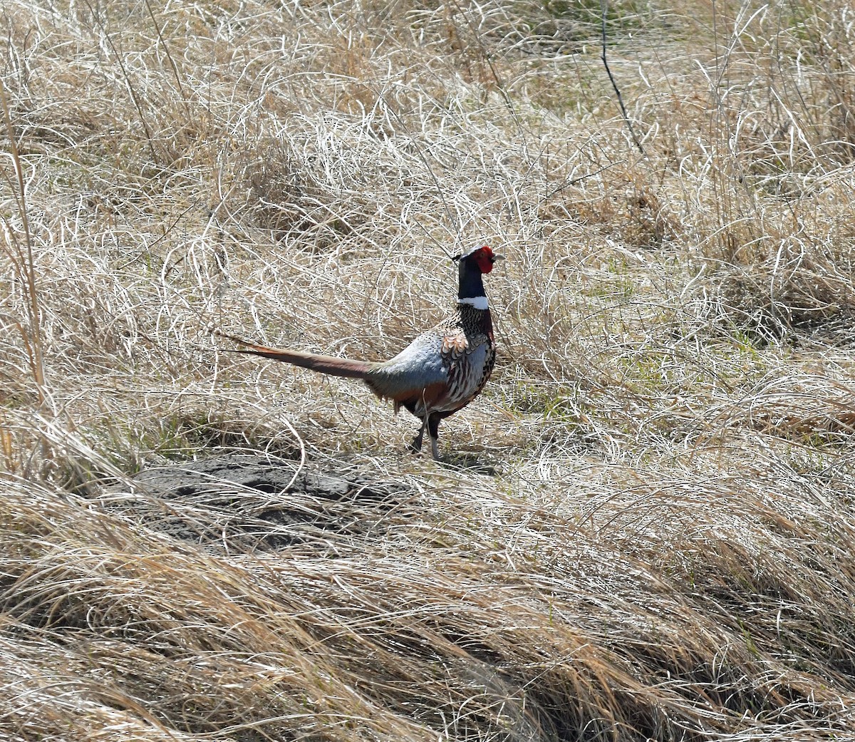 Ring-necked Pheasant - ML617805640
