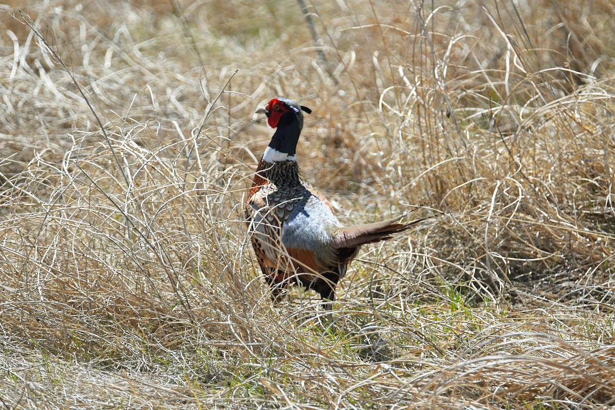 Ring-necked Pheasant - ML617805647