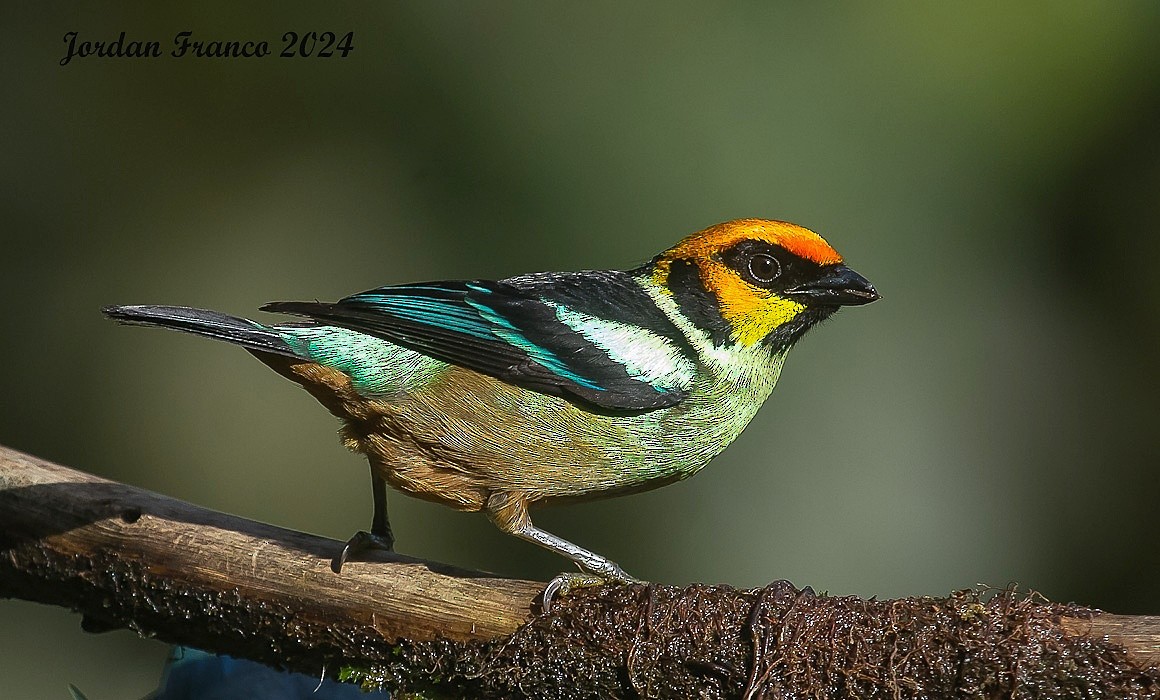 Flame-faced Tanager - ML617805671