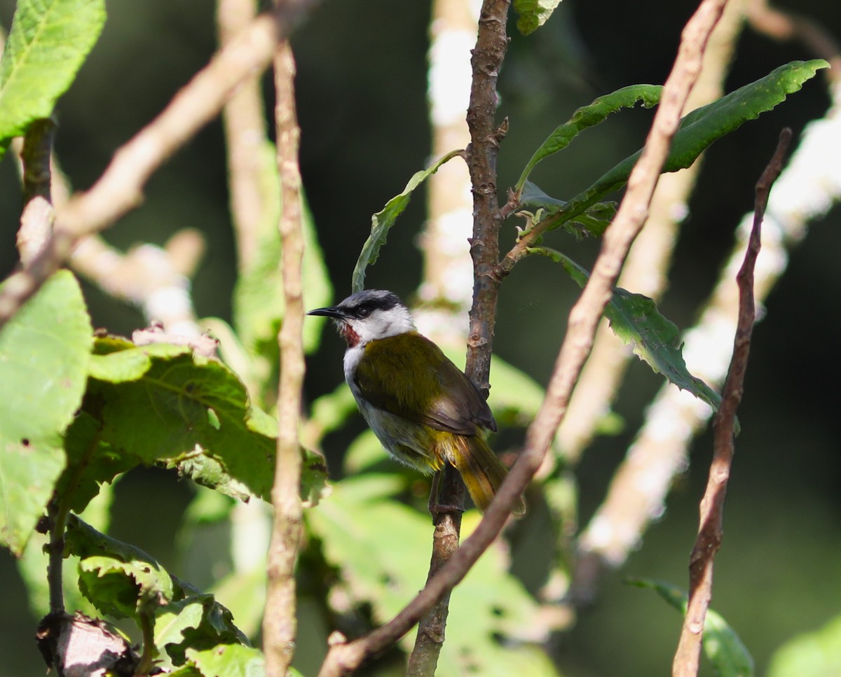 Gray-capped Warbler - ML617805766