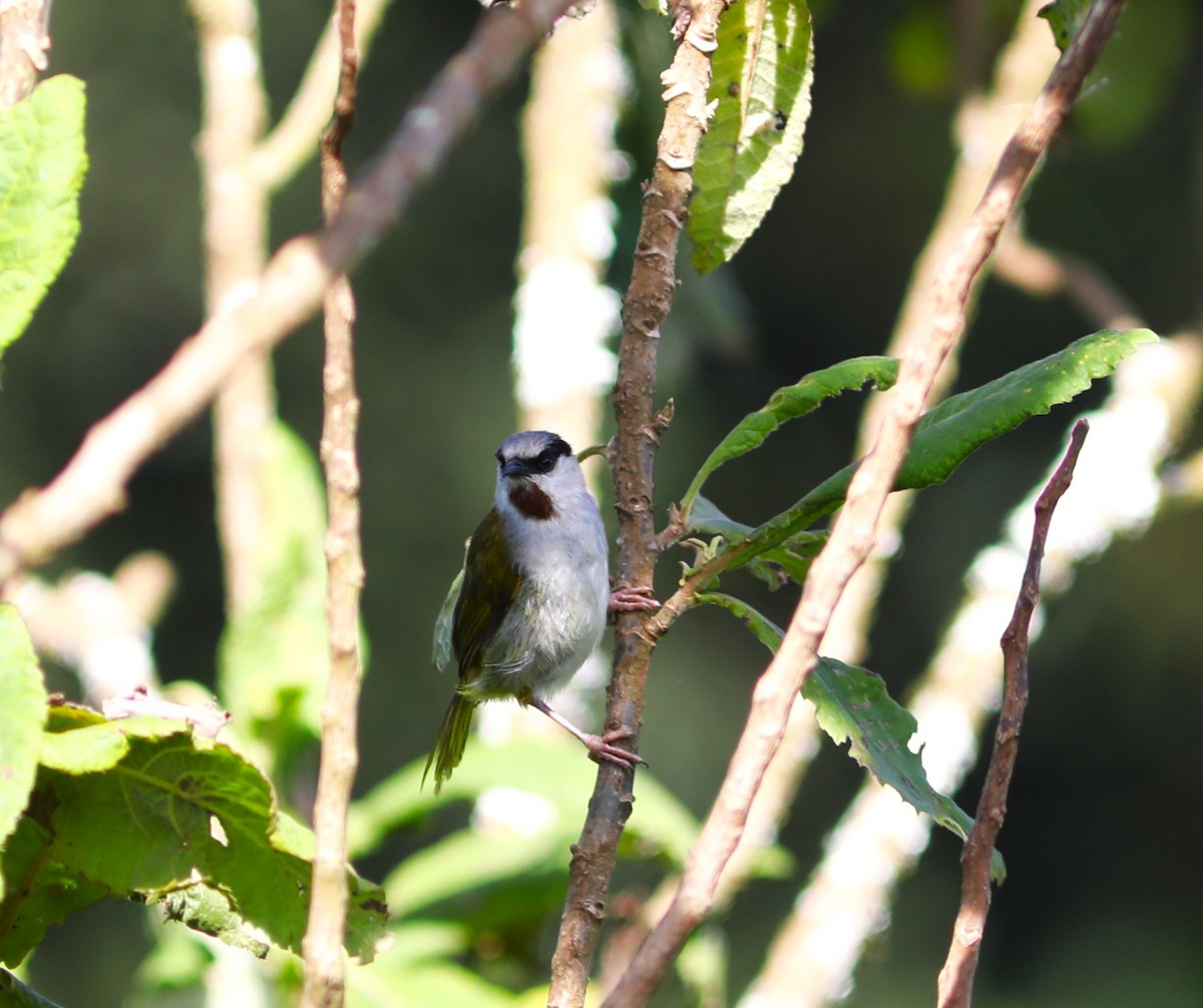 Gray-capped Warbler - ML617805767