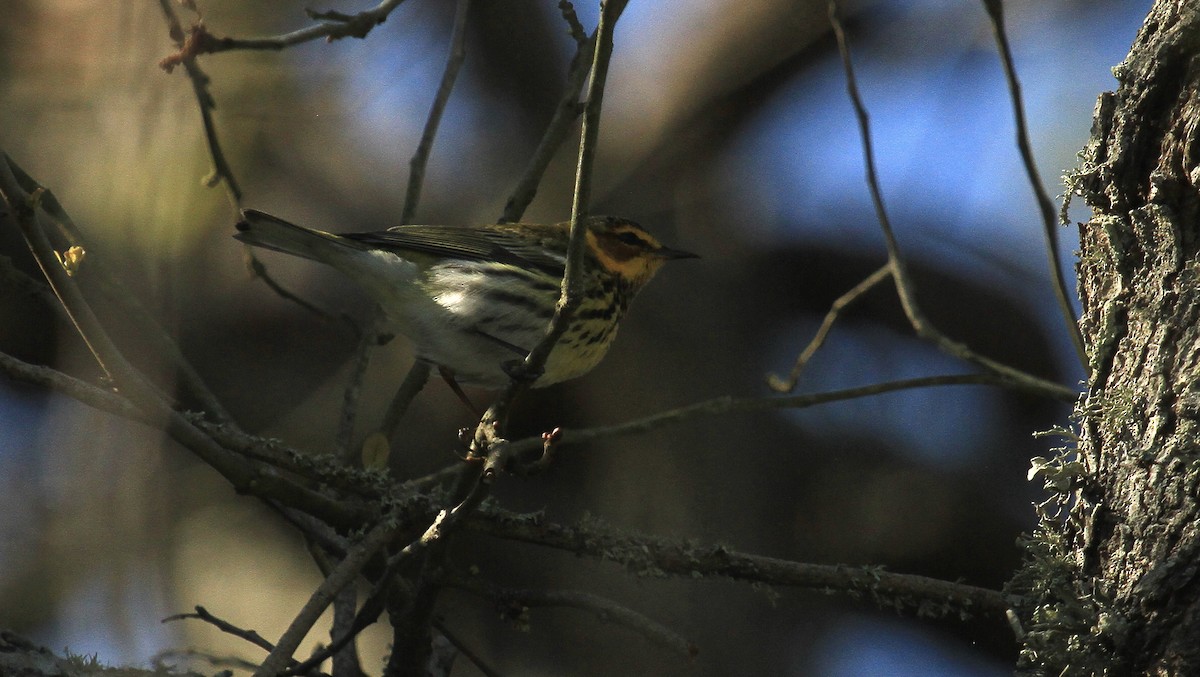 Cape May Warbler - ML617805798