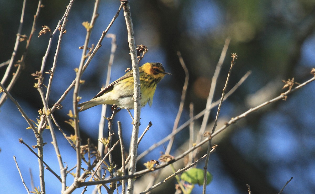 Cape May Warbler - ML617805799