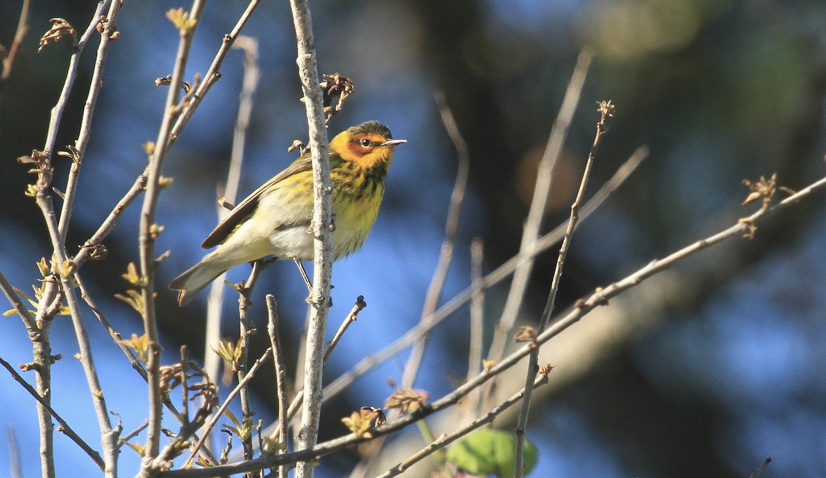 Cape May Warbler - ML617805800
