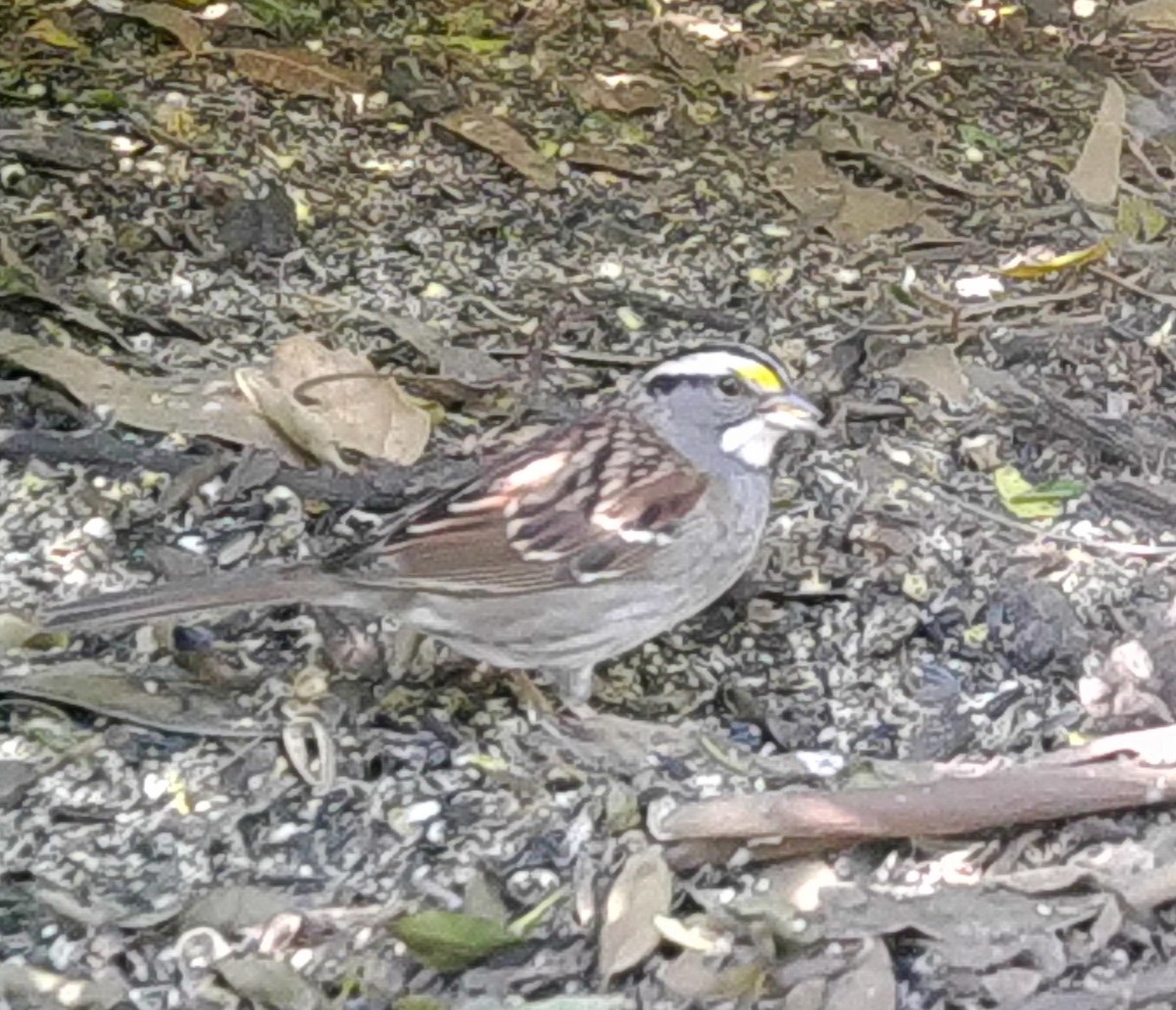 White-throated Sparrow - John Deacon