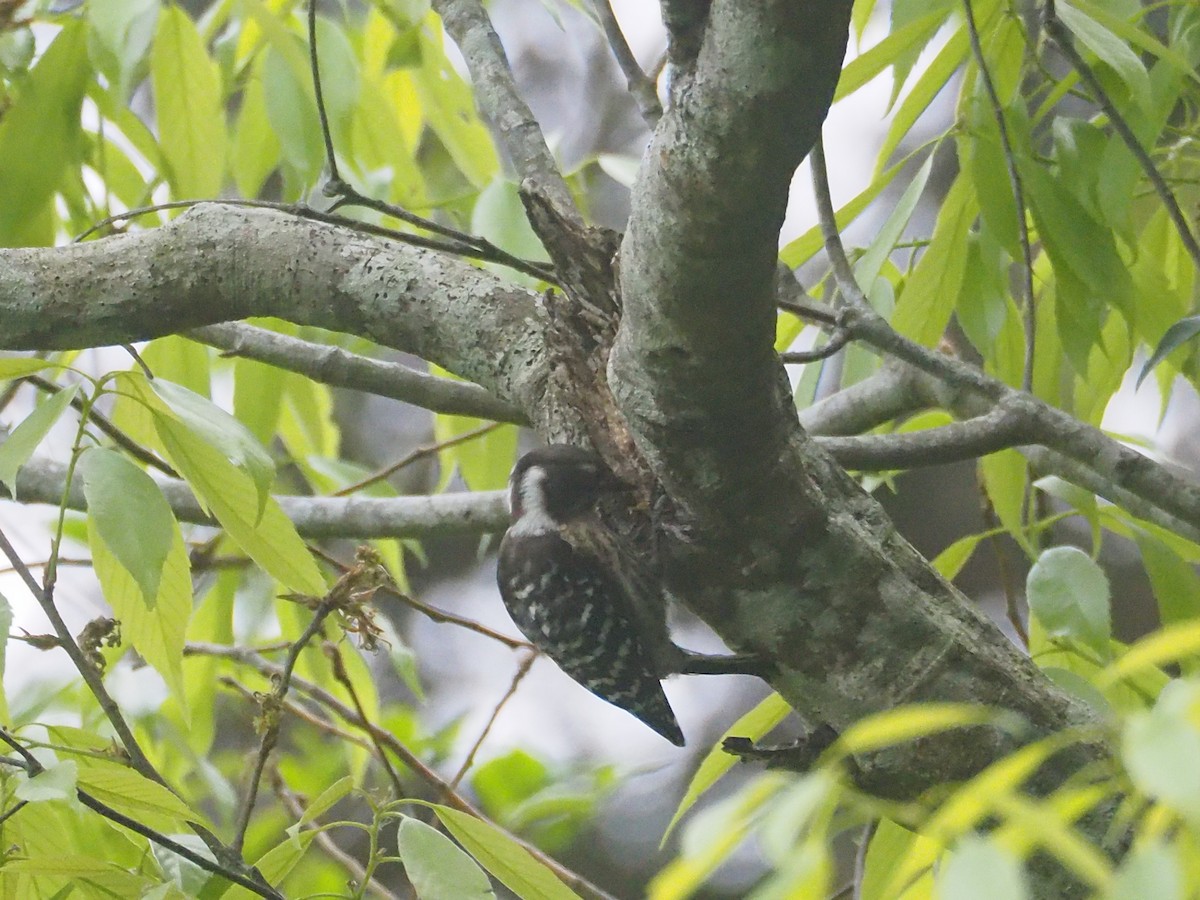 Japanese Pygmy Woodpecker - ML617805813