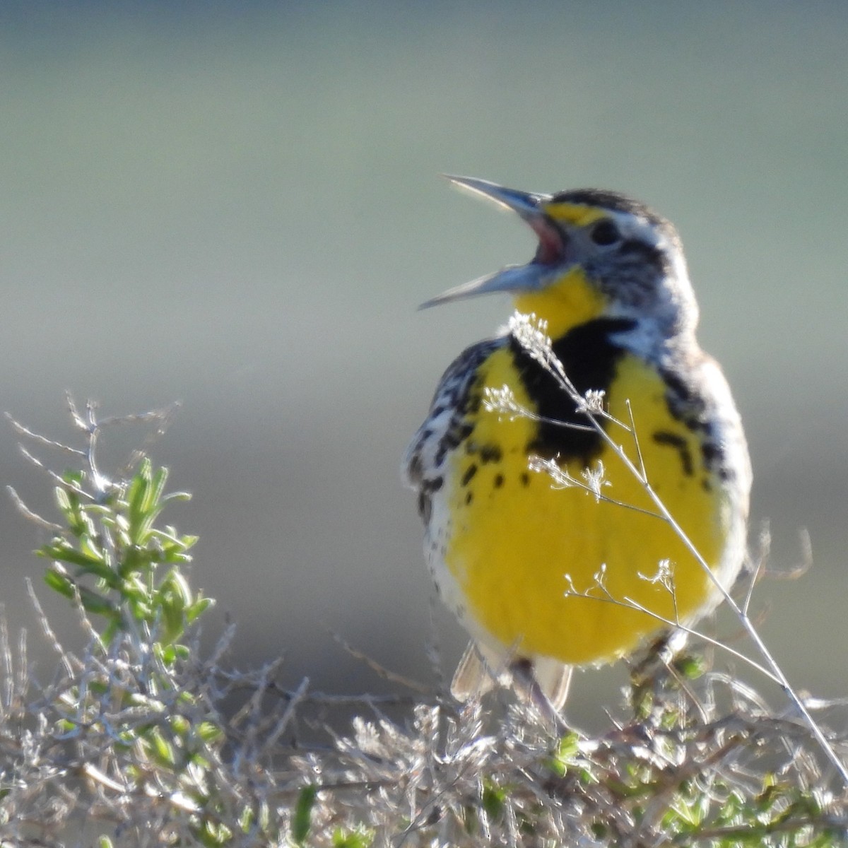Western Meadowlark - Margi Finch