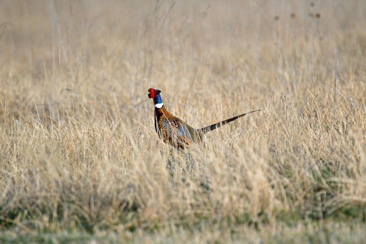 Ring-necked Pheasant - Brian Johnson