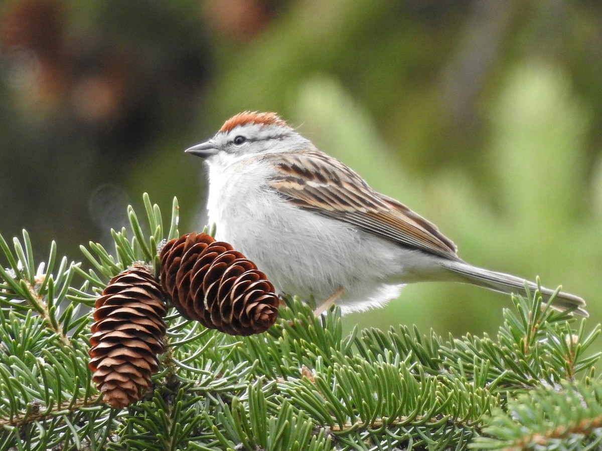 Chipping Sparrow - ML617805988