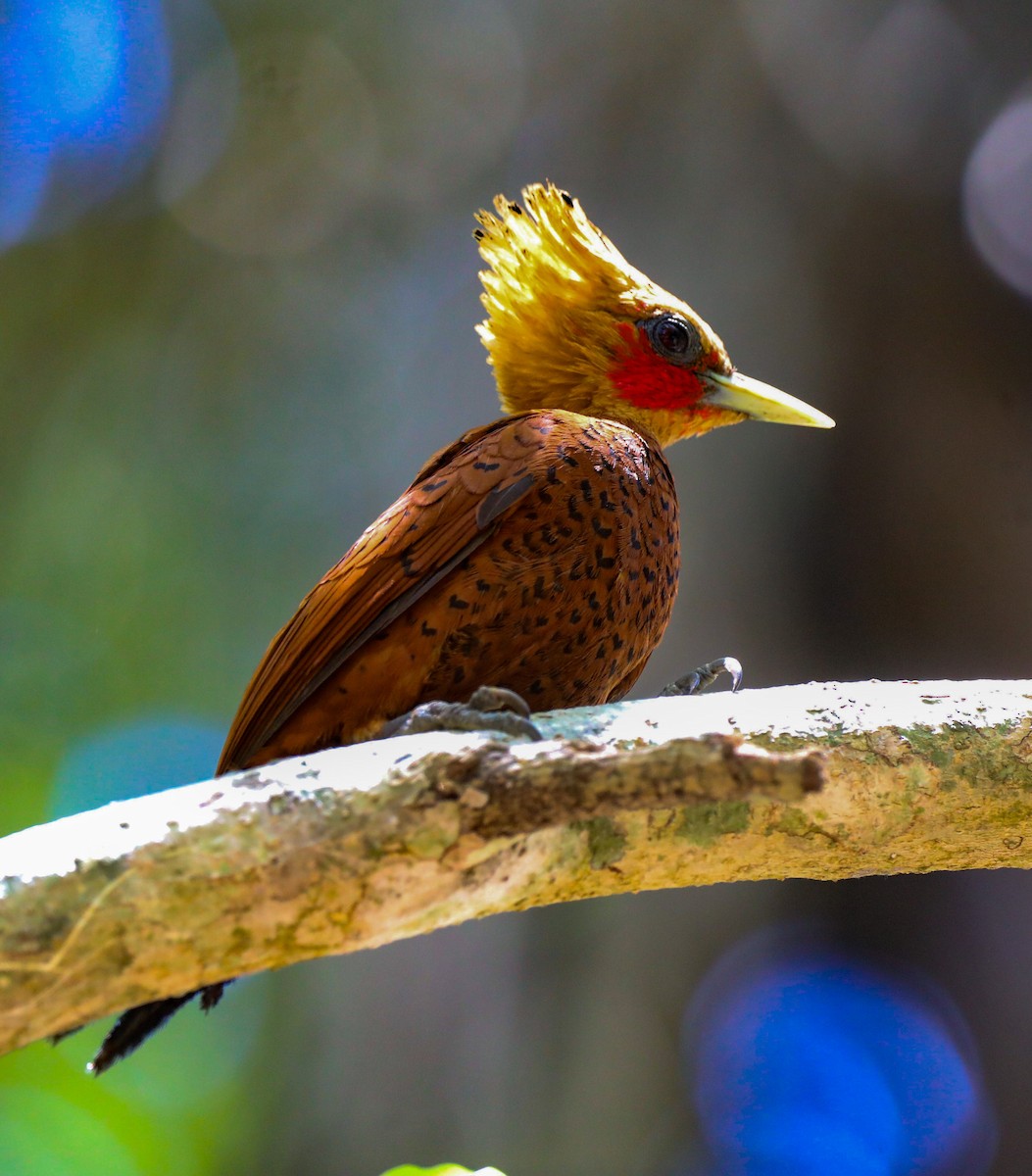 Chestnut-colored Woodpecker - ML617806083