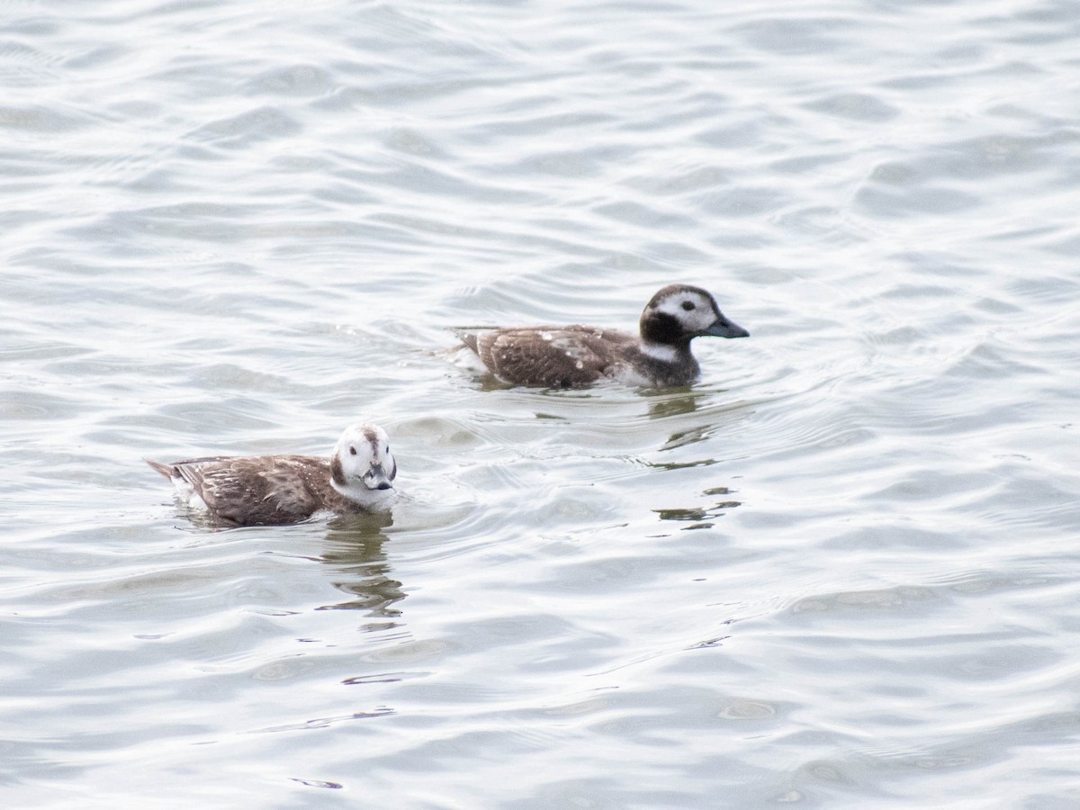 Long-tailed Duck - ML617806122