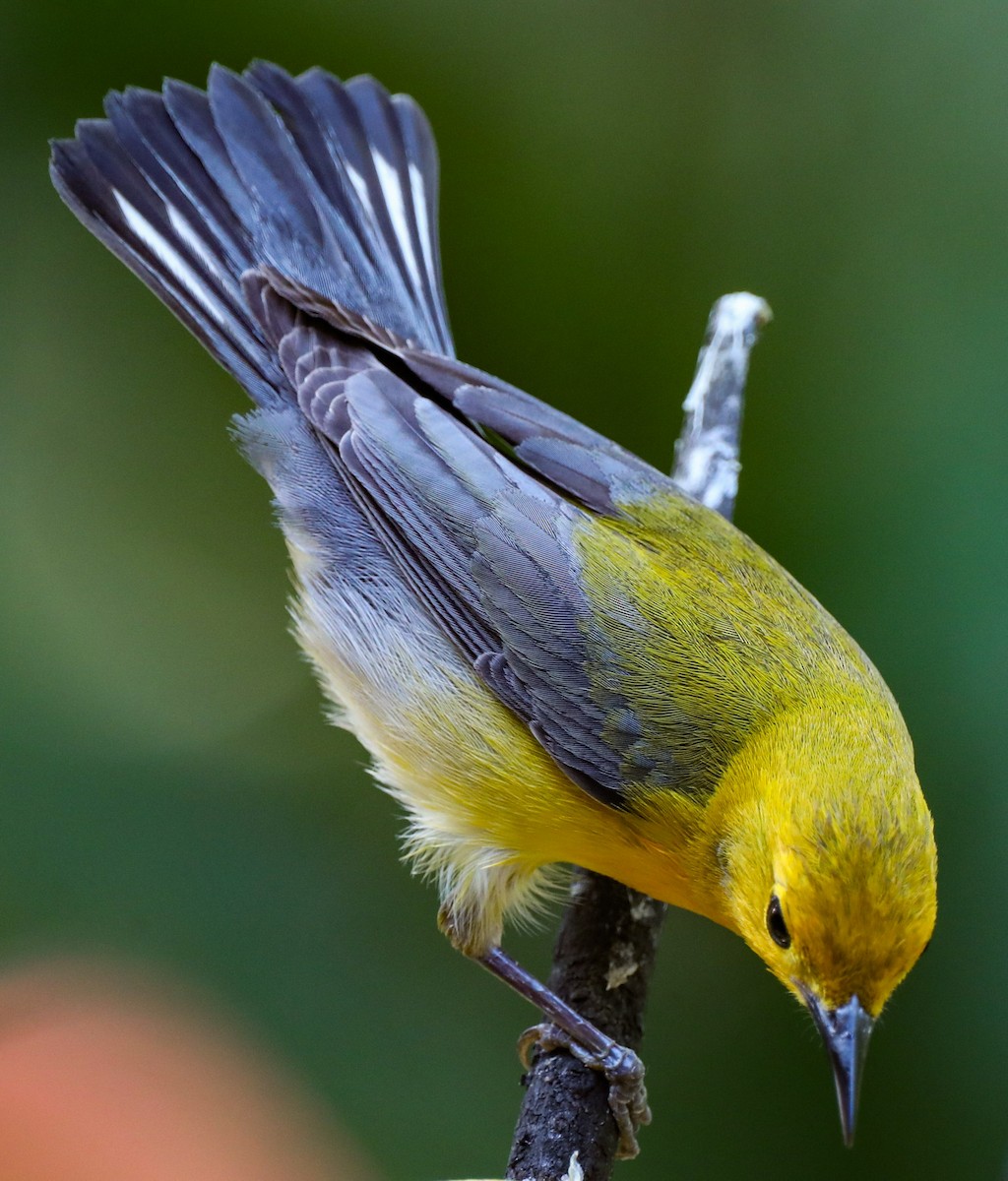 Prothonotary Warbler - ML617806130