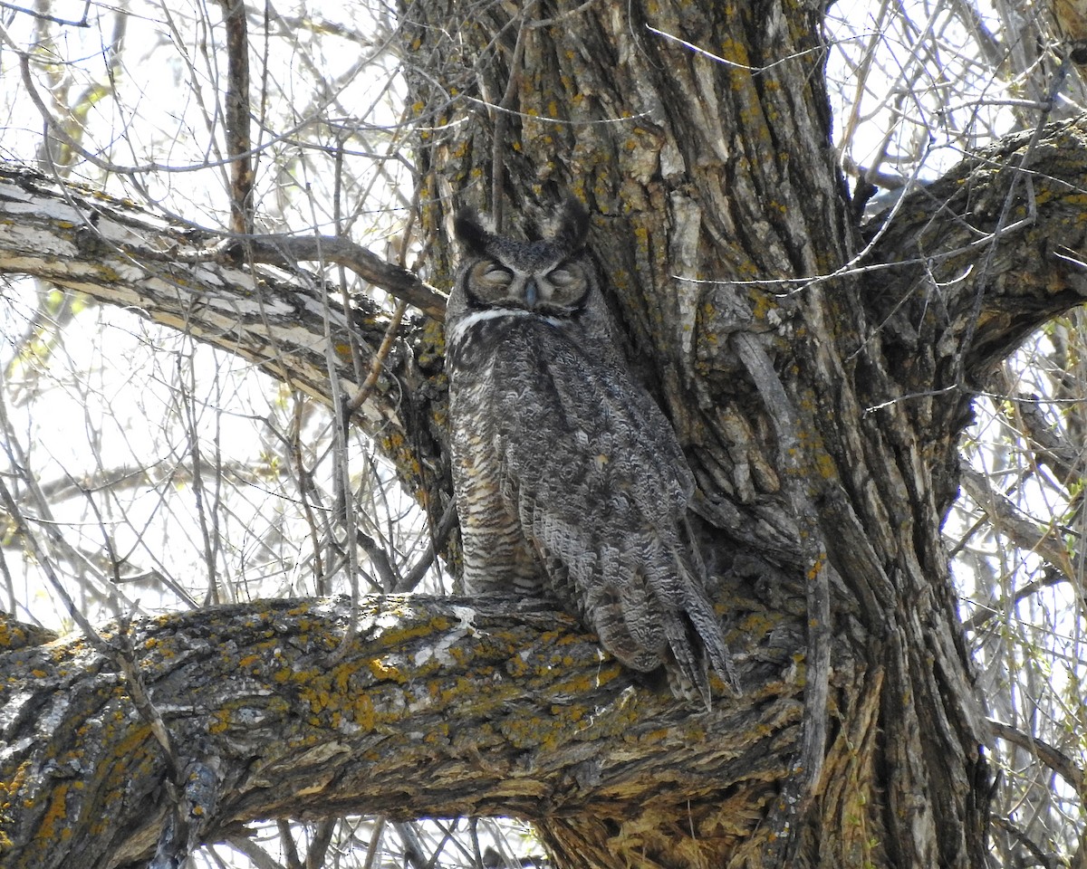 Great Horned Owl - ML617806133