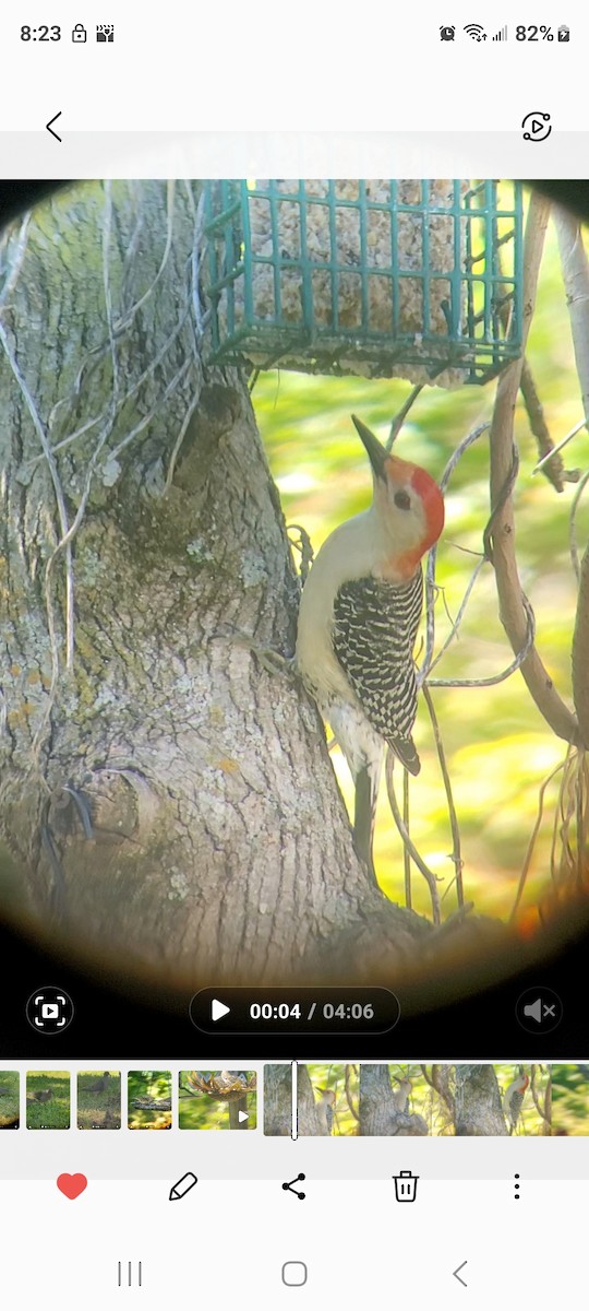 Red-bellied Woodpecker - ML617806161