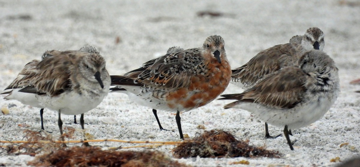 Red Knot - ML617806169