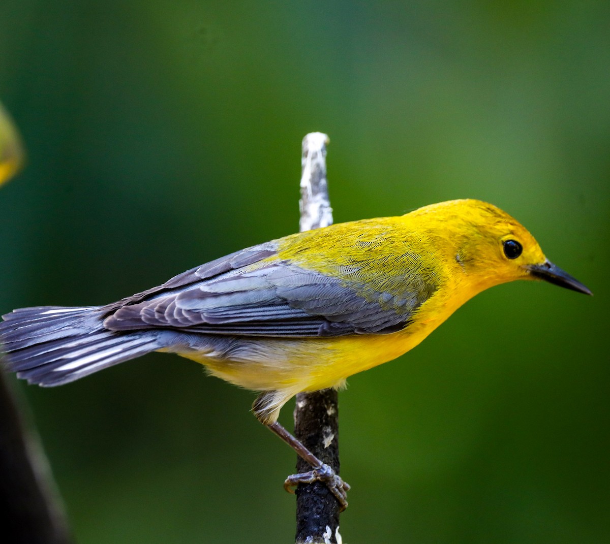 Prothonotary Warbler - ML617806197