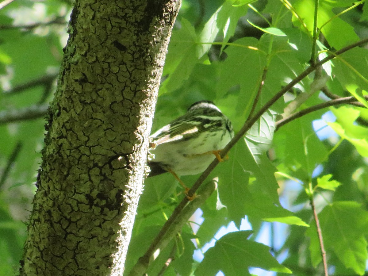 Blackpoll Warbler - Anne Armstrong