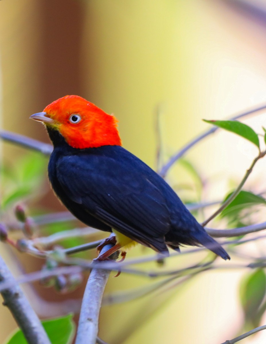 Red-capped Manakin - ML617806295