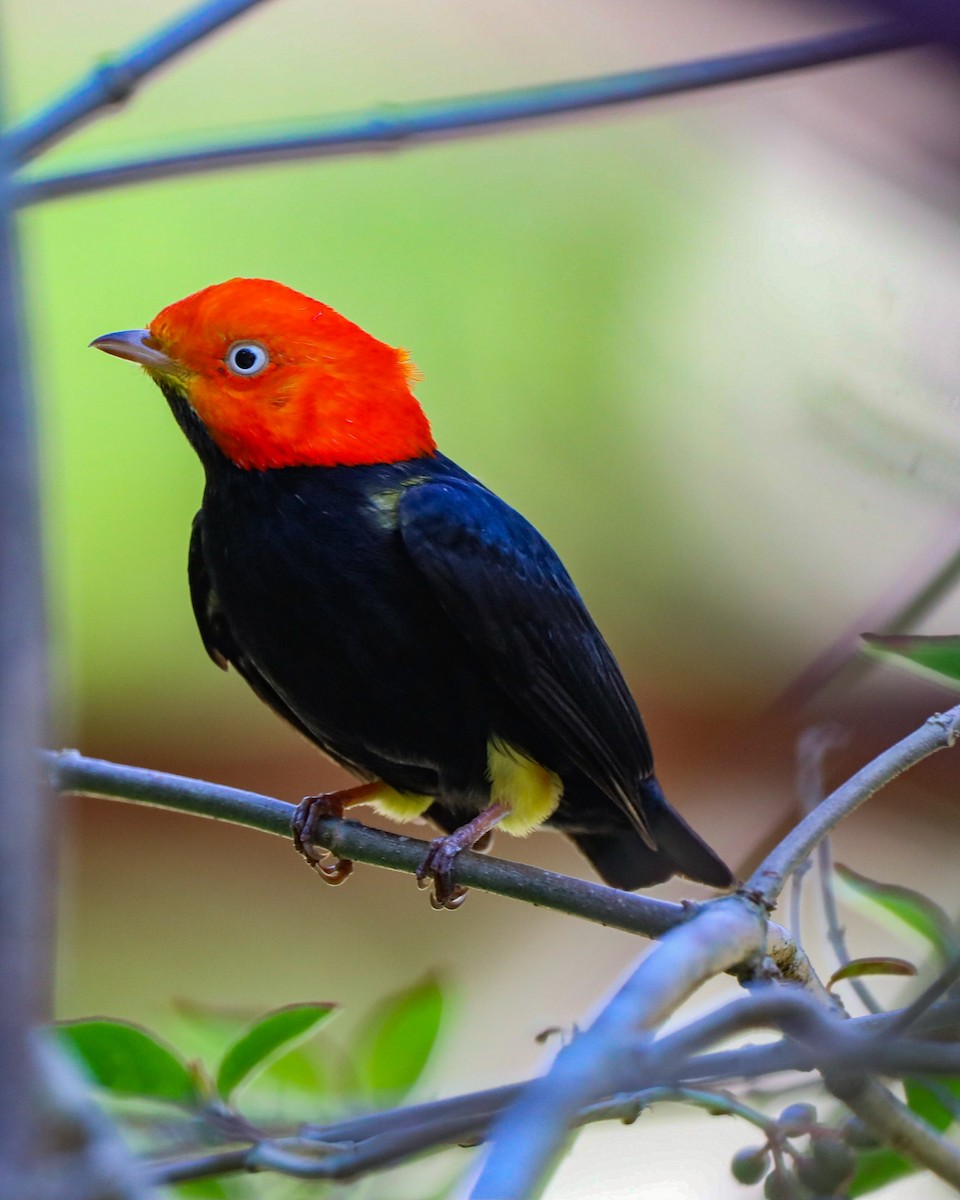 Red-capped Manakin - ML617806296