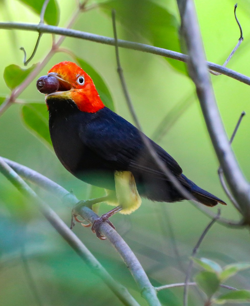 Red-capped Manakin - ML617806297