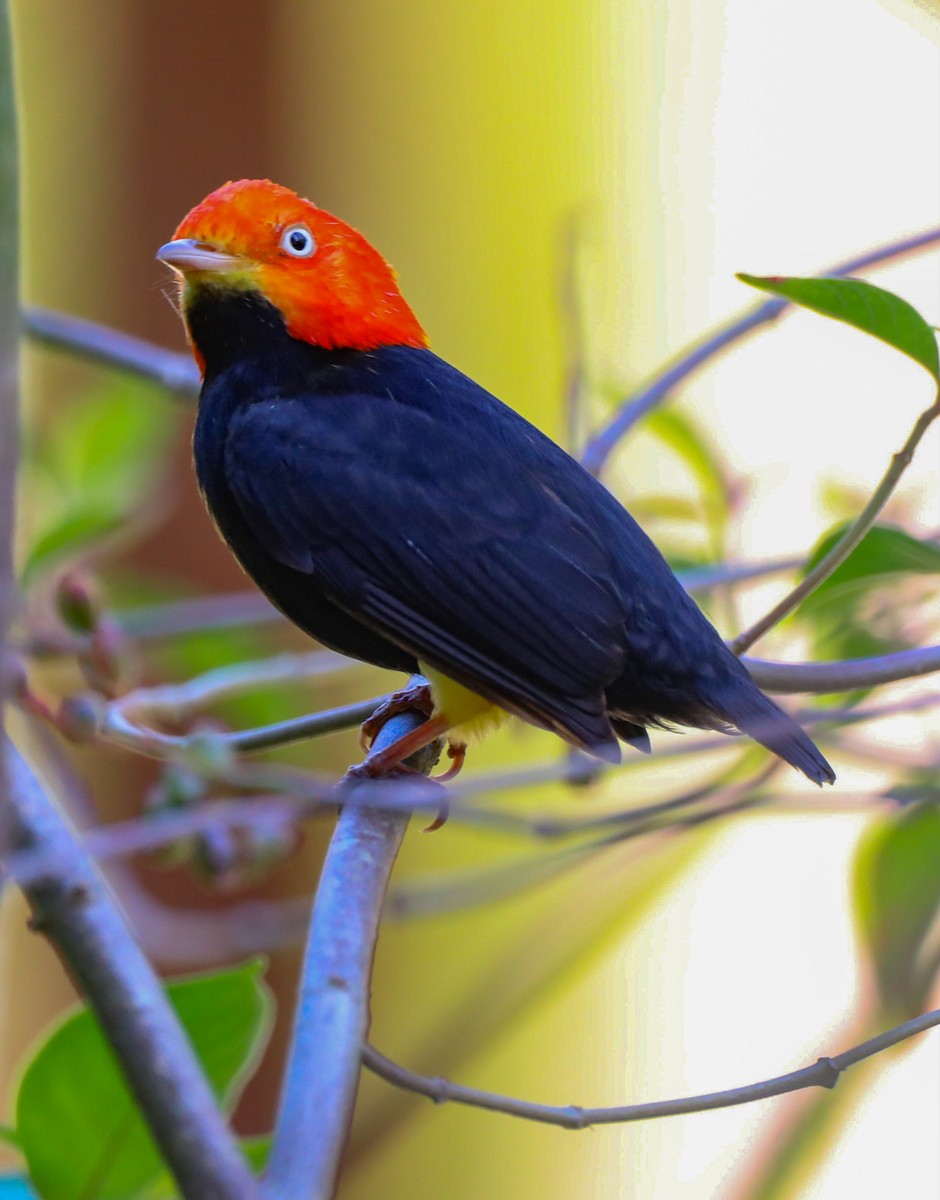 Red-capped Manakin - ML617806298