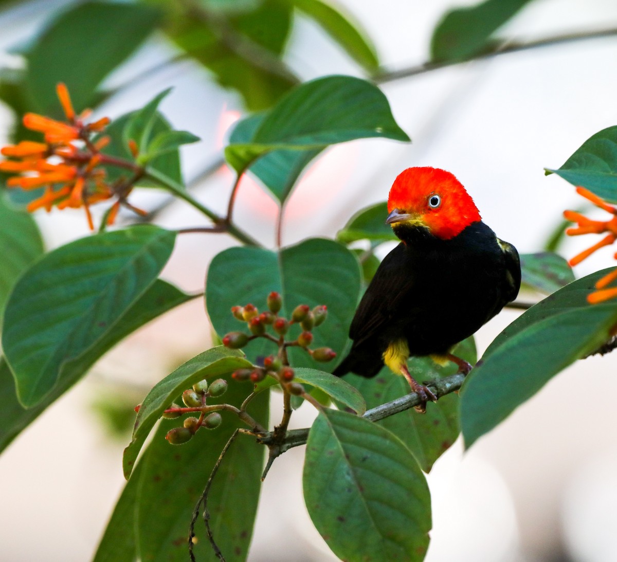 Red-capped Manakin - ML617806299
