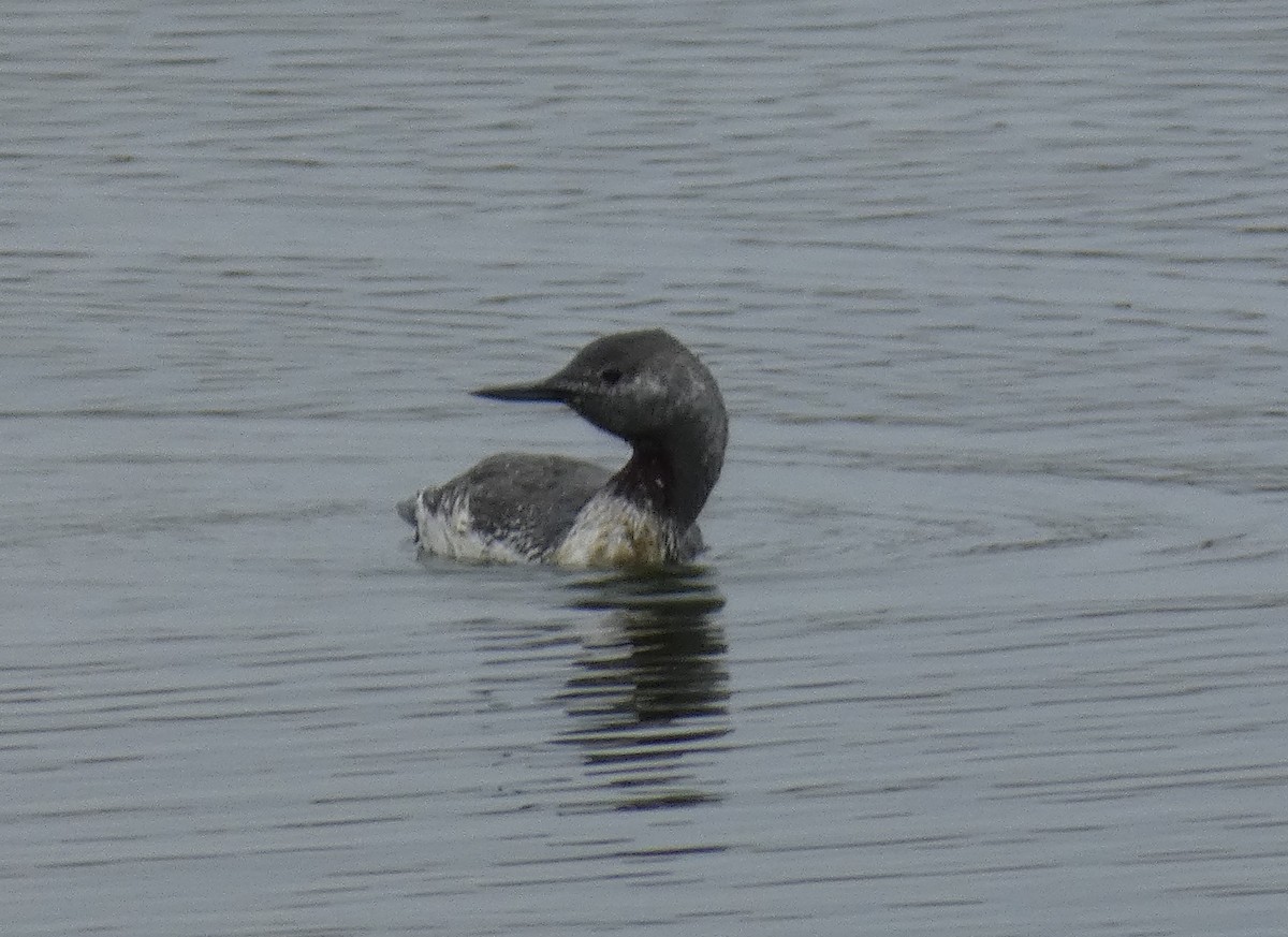 Red-throated Loon - ML617806325