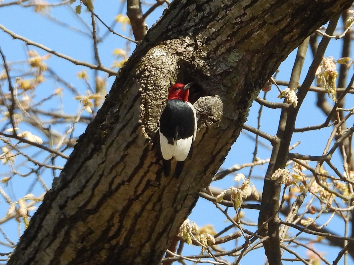 Red-headed Woodpecker - ML617806347