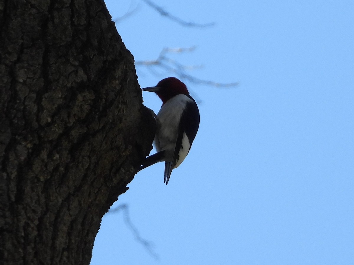 Red-headed Woodpecker - ML617806362