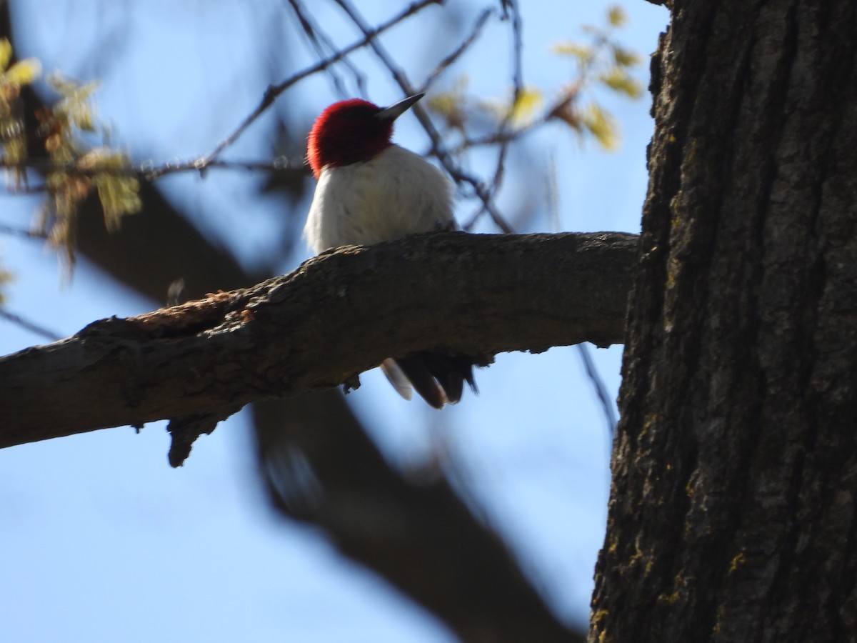 Red-headed Woodpecker - ML617806407