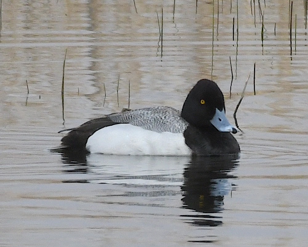 Lesser Scaup - Ted Wolff