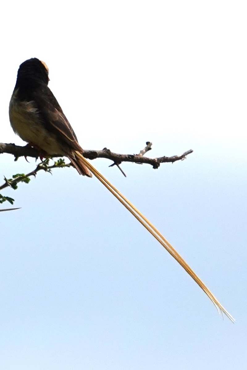 Straw-tailed Whydah - ML617806450