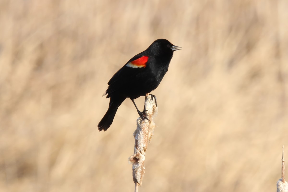 Red-winged Blackbird - Ronnie Van Dommelen