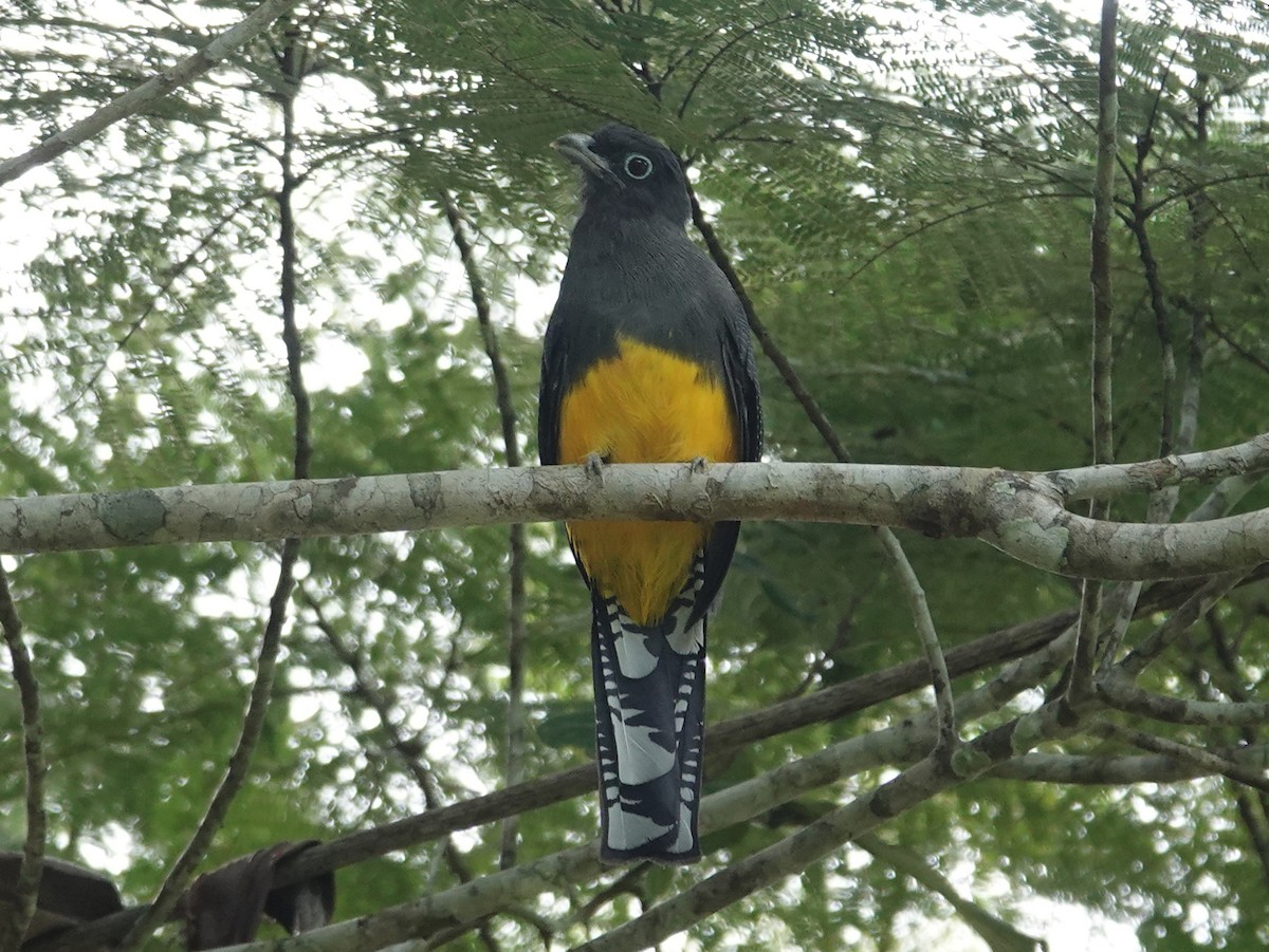 Green-backed Trogon - Barry Reed