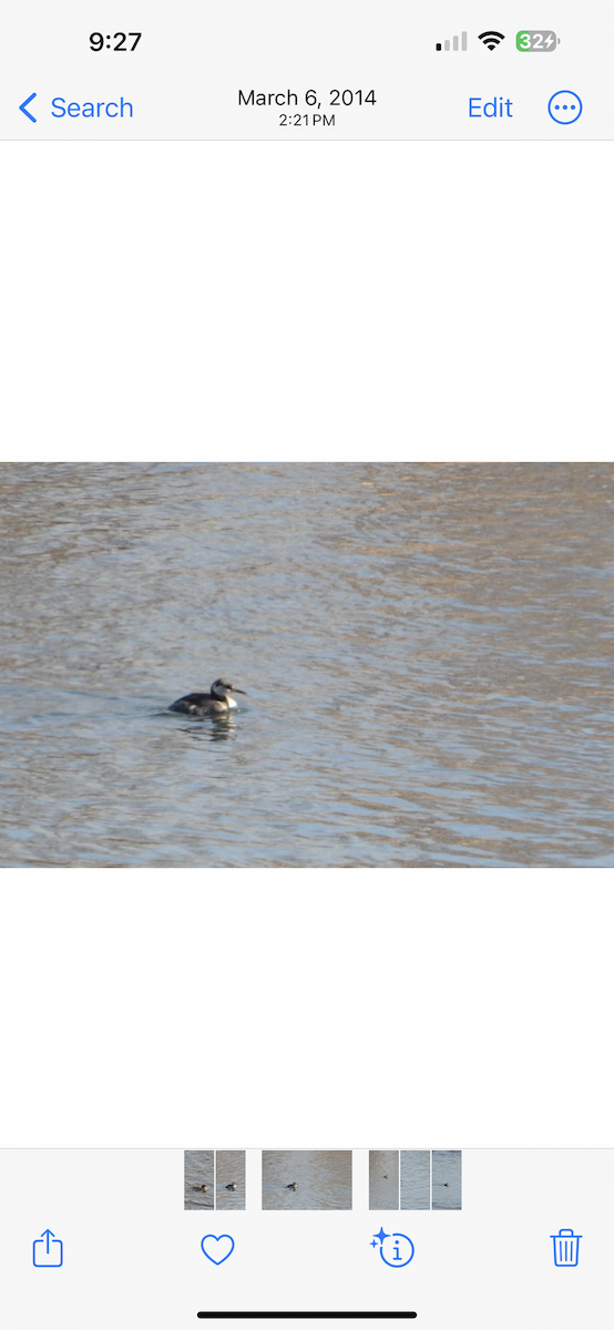 Red-necked Grebe - ML617806523