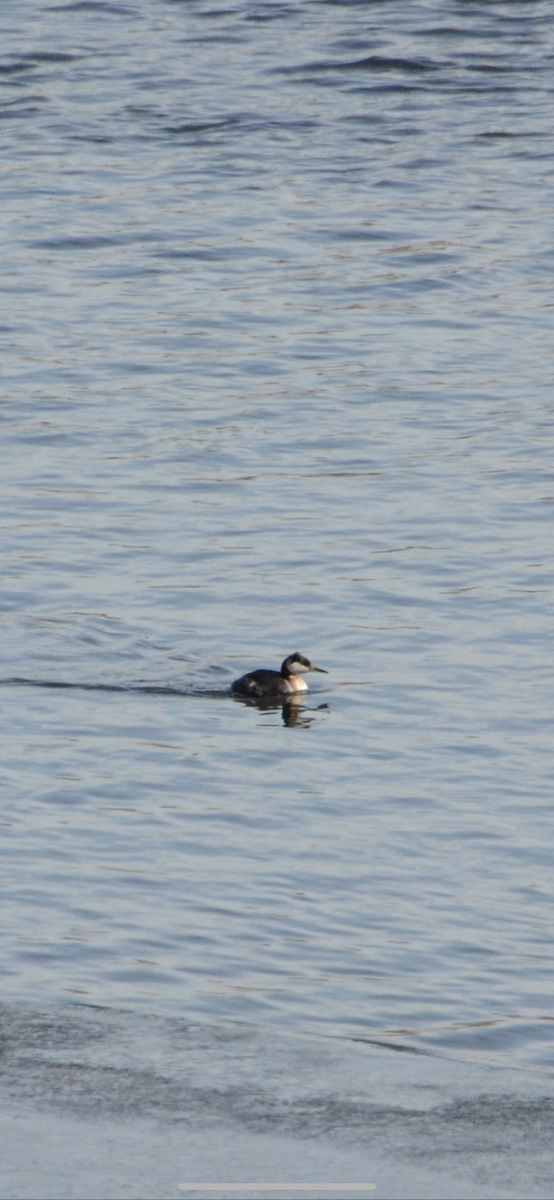 Red-necked Grebe - ML617806524