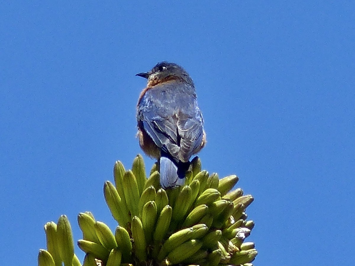 østblåfugl (guatemalae gr.) - ML617806608
