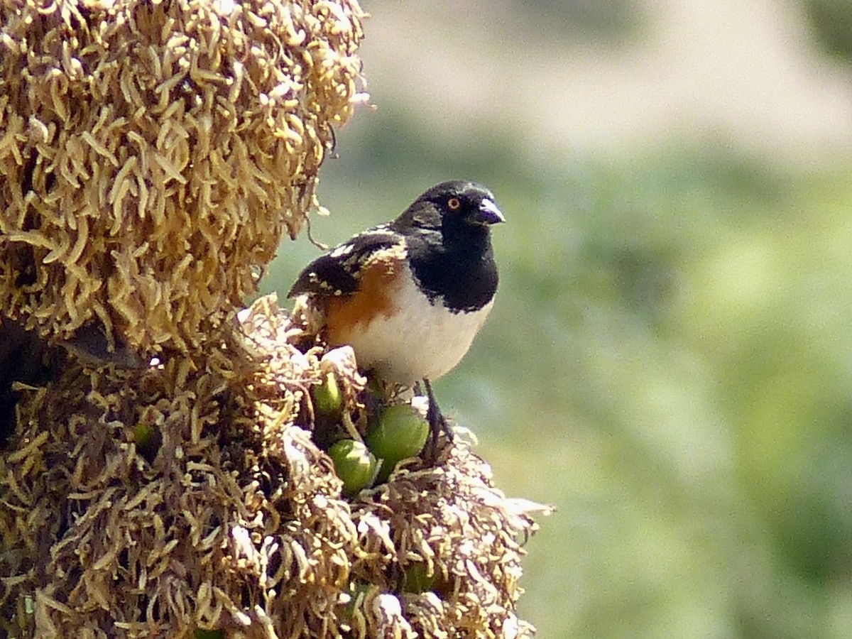Spotted Towhee - ML617806614