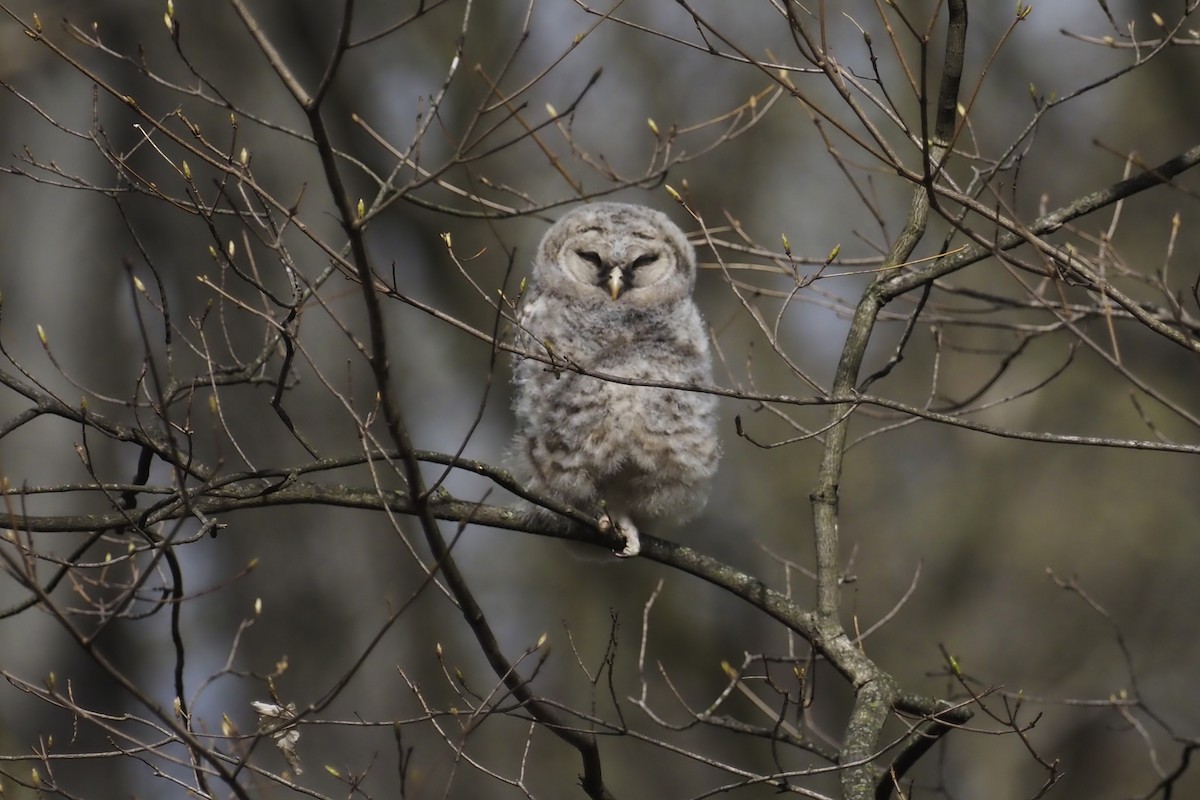 Barred Owl - Nick  Kontonicolas