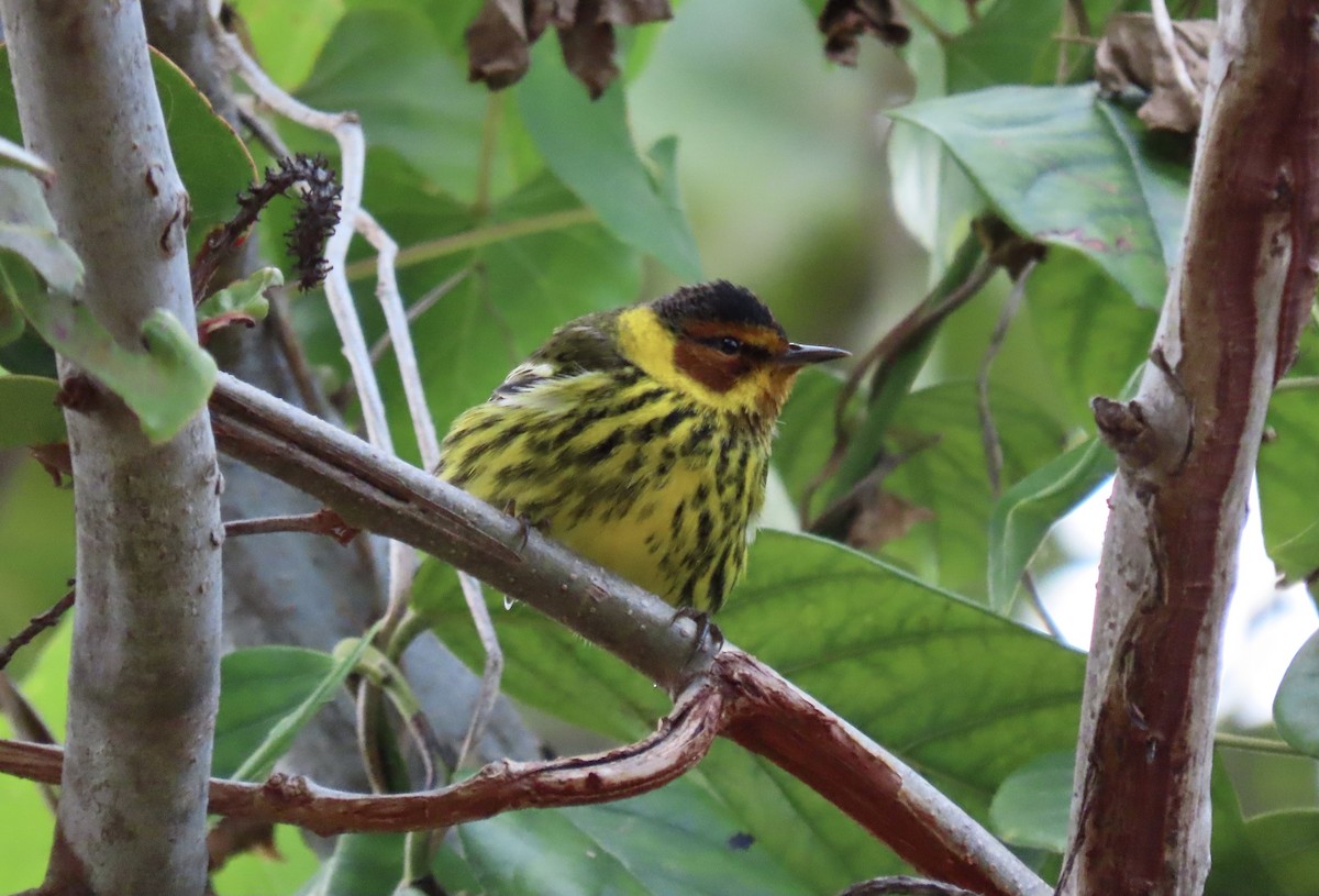 Cape May Warbler - ML617806685