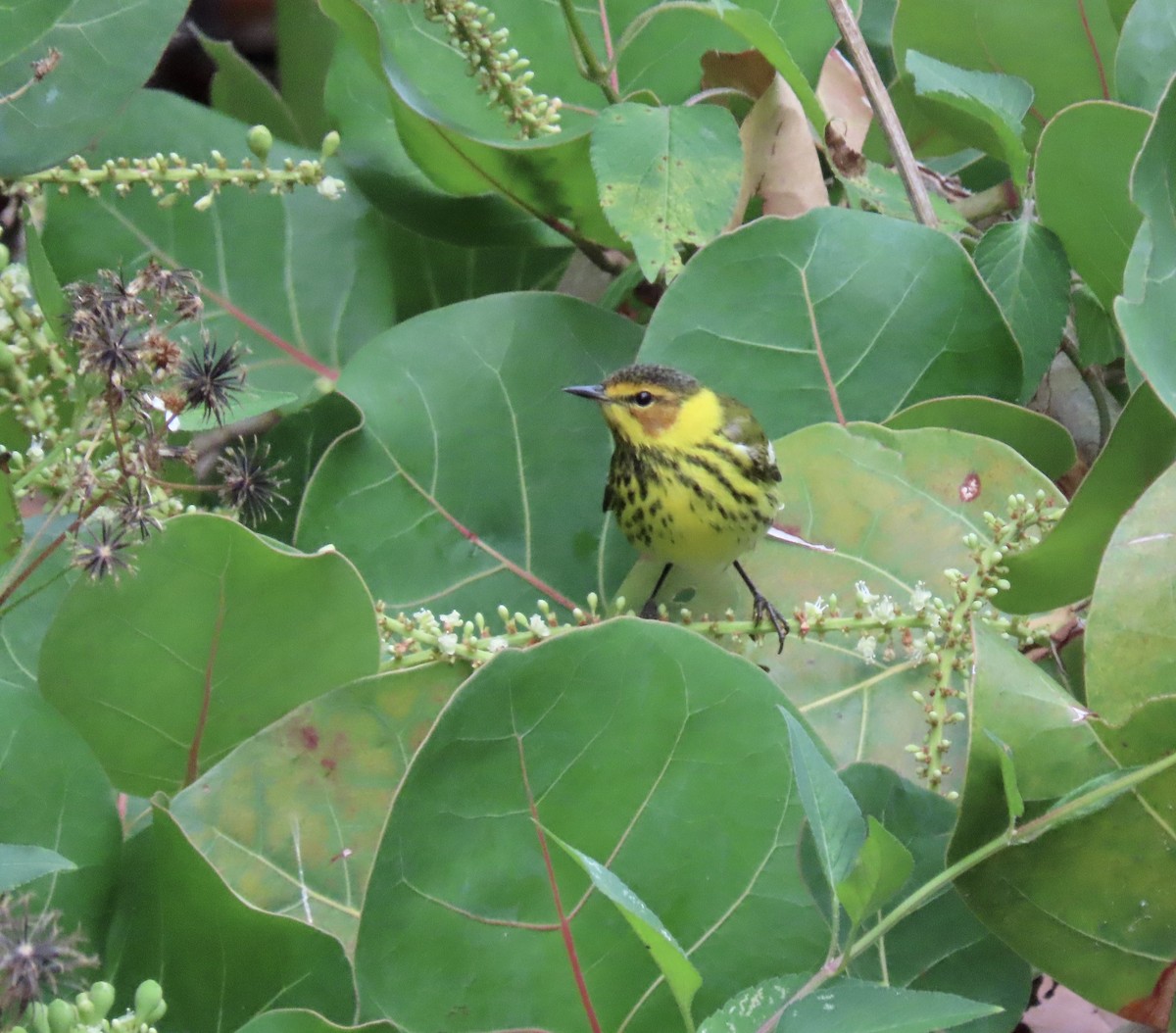 Cape May Warbler - ML617806733