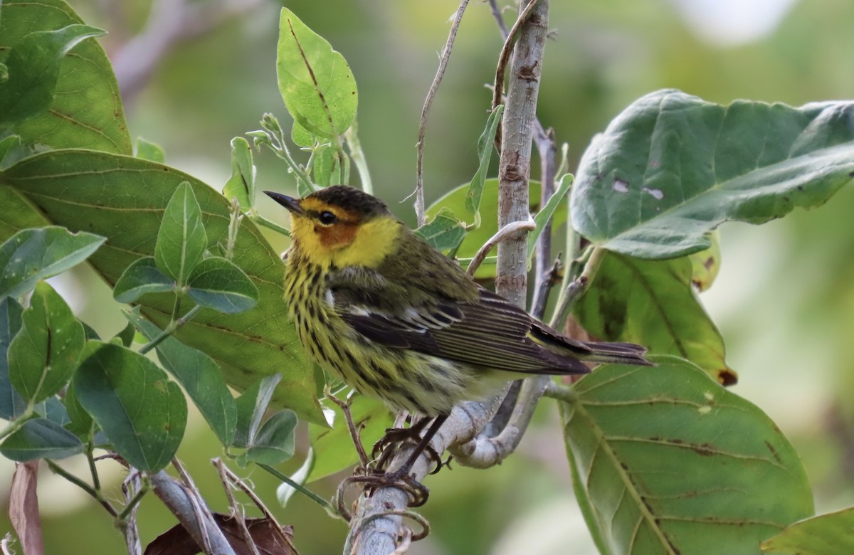 Cape May Warbler - ML617806753