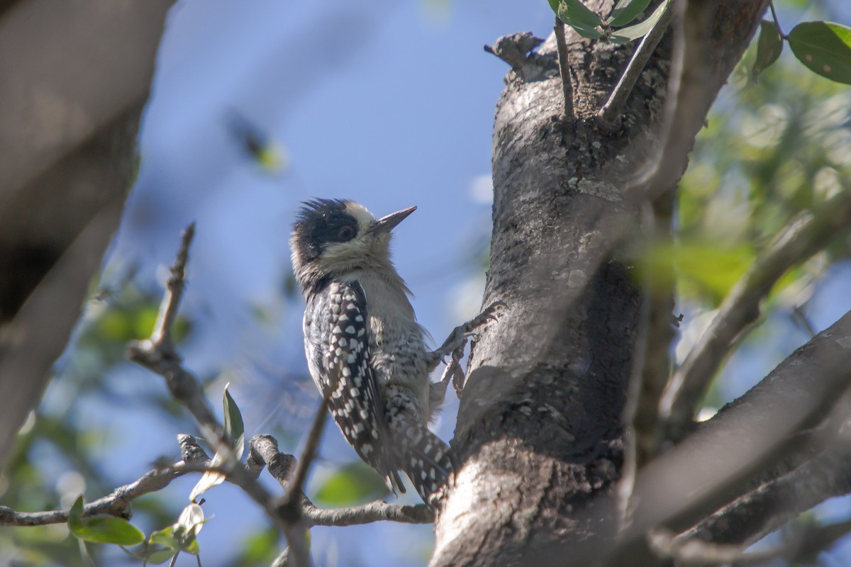 White-fronted Woodpecker - ML617806755