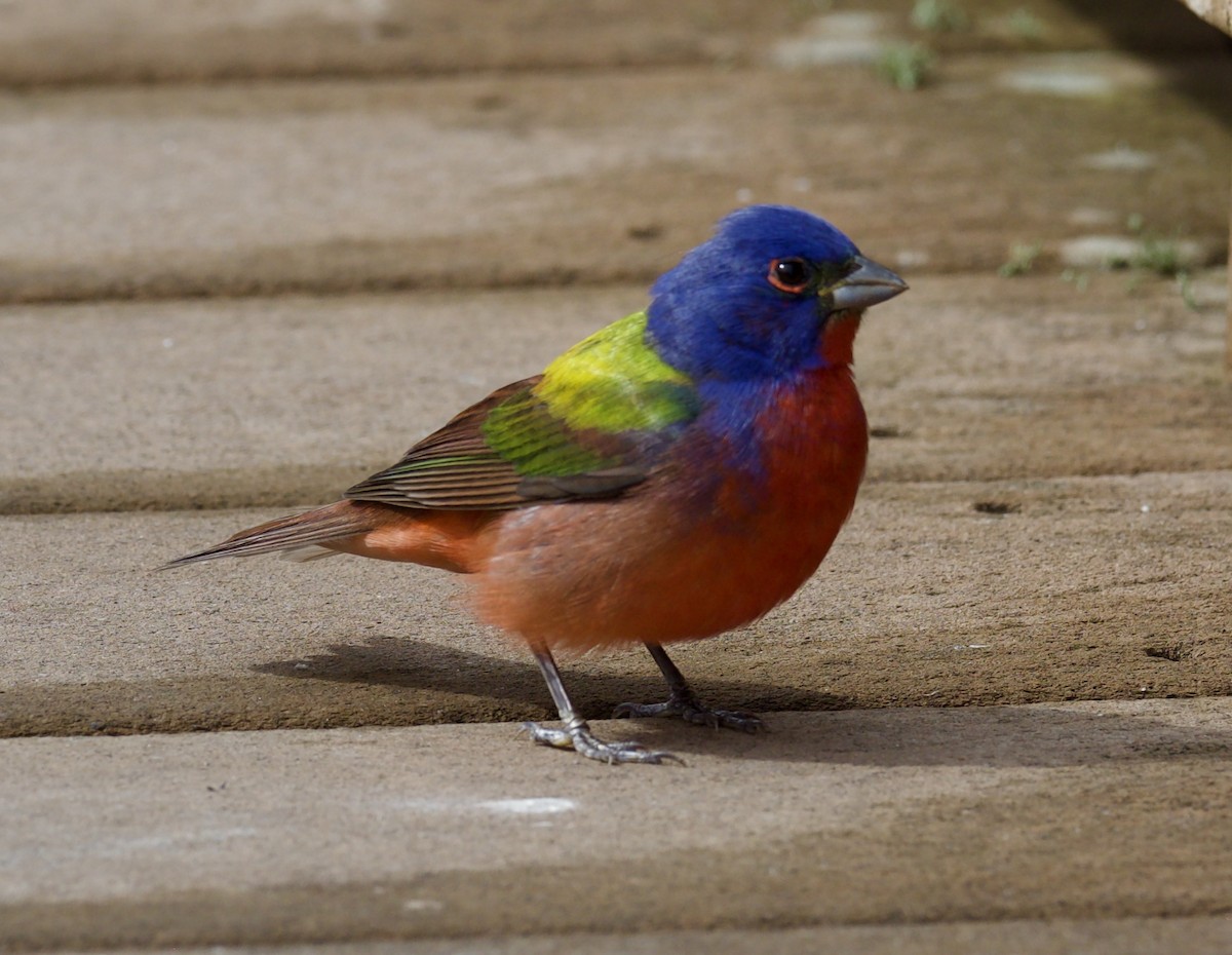 Painted Bunting - Yve Morrell