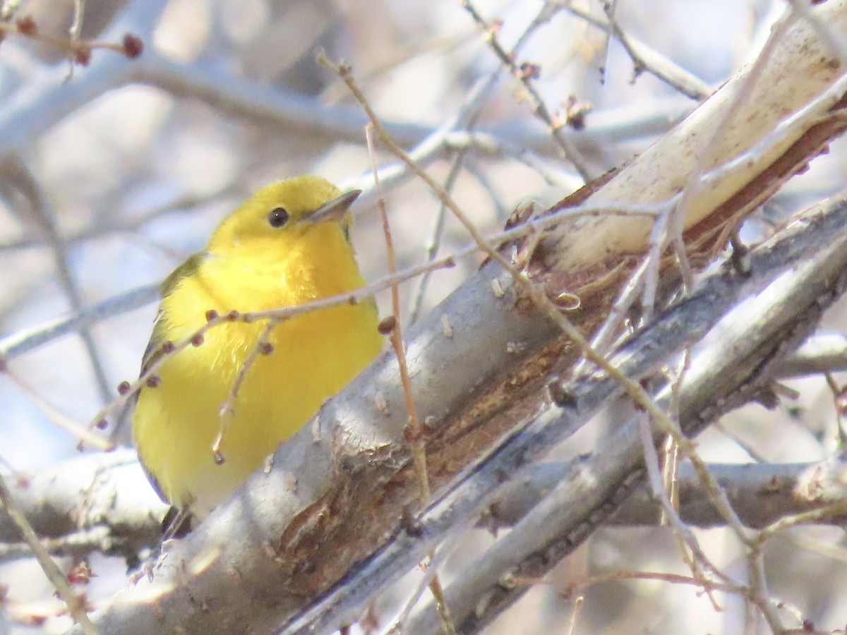 Prothonotary Warbler - ML617806798
