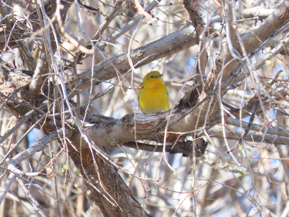 Prothonotary Warbler - ML617806801