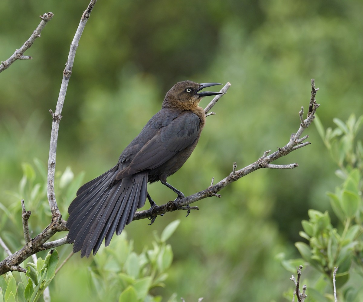 Great-tailed Grackle - Yve Morrell