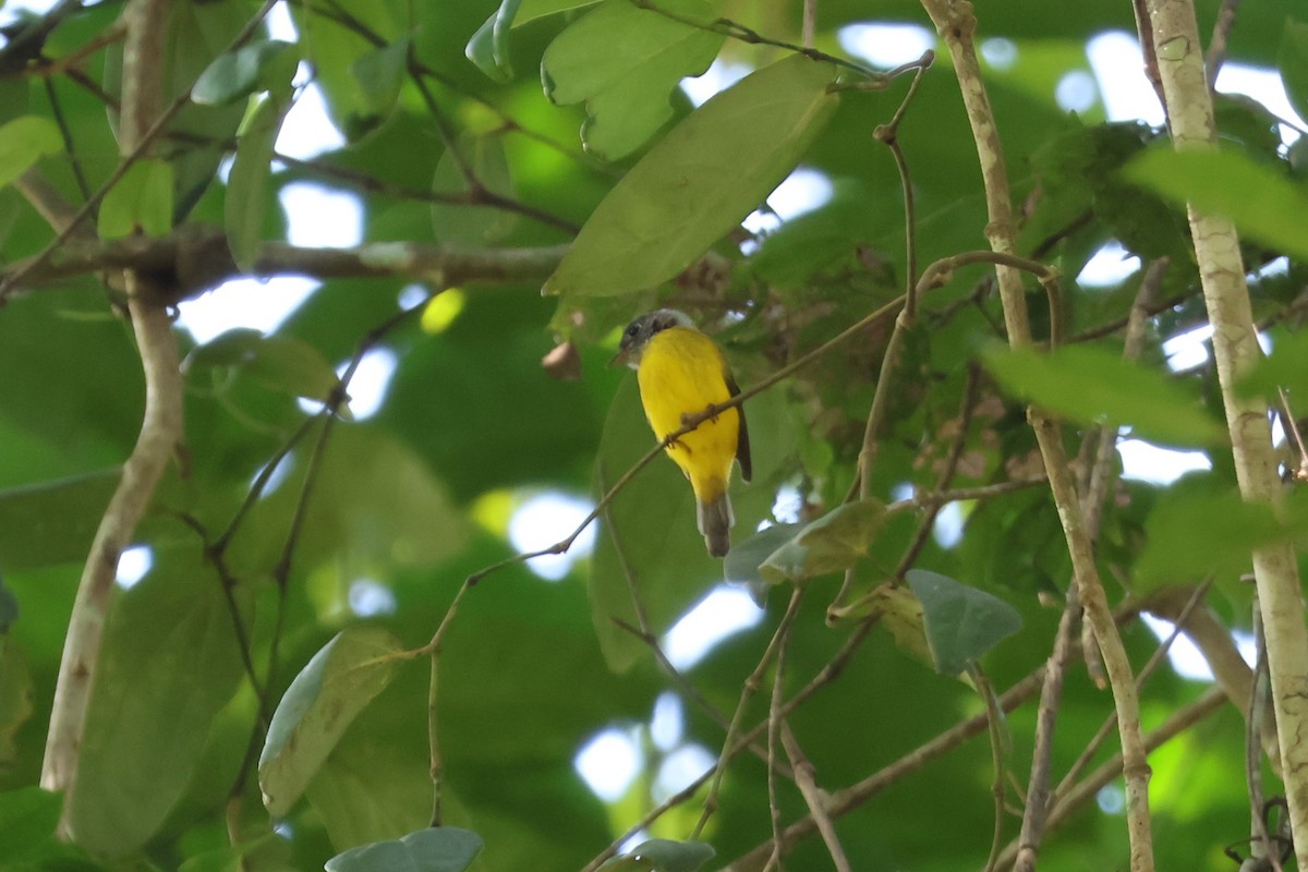 Gray-headed Canary-Flycatcher - ML617806866